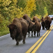 Bison own the roads in Yellowstone 9252971.jpg