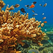 Great Barrier Reef Marine Park 2810940.jpg
