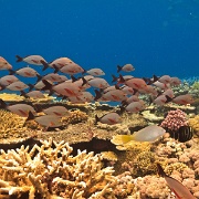 Great Barrier Reef, Australia 2669553.jpg