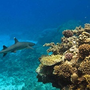 White Tip Reef Shark, Great Barrier Reef 2669550.jpg