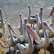 Pelican feeding, Melbourne 11104685.jpg