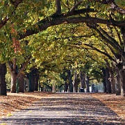 Walkway, Carlton Gardens, Melbourne 1178704.jpg