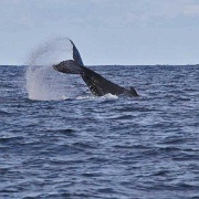 Humpback whale, Sydney, Australia.jpg