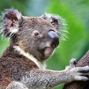 Koala, Australia 0969080.jpg