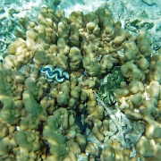 Bora Bora clam and coral.JPG