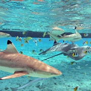 Snorkeling, sharks, stingrays, Bora Bora lagoon.jpg