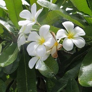 5 petal gardenia of Fakarava.jpg
