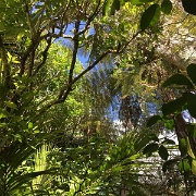 Rainforest, Waitakere Ranges Regional Park 2.jpg