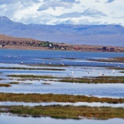 El Calafate, Patagonia 0525.JPG