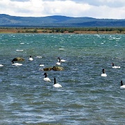 Black Swans, Puerto Natales 8220.JPG