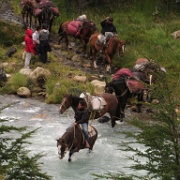 horses, Las Torres trail, Torres del Paine 0803.JPG