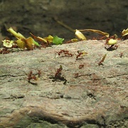 Leaf cutter ants, Tayrona National Park 36.jpg