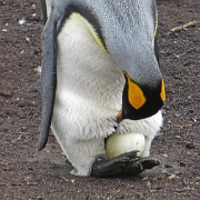 King Penguin incubating an egg.JPG