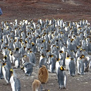King Penguins at Volunteer Point.jpg