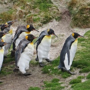 King Penguins molting, Falklands.jpg