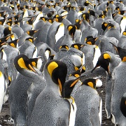 Volunteer Point King Penguins.JPG