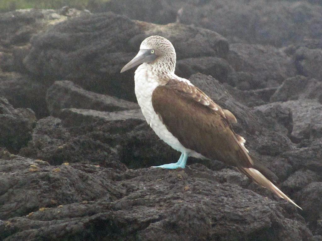 Blue Footed Booby 43