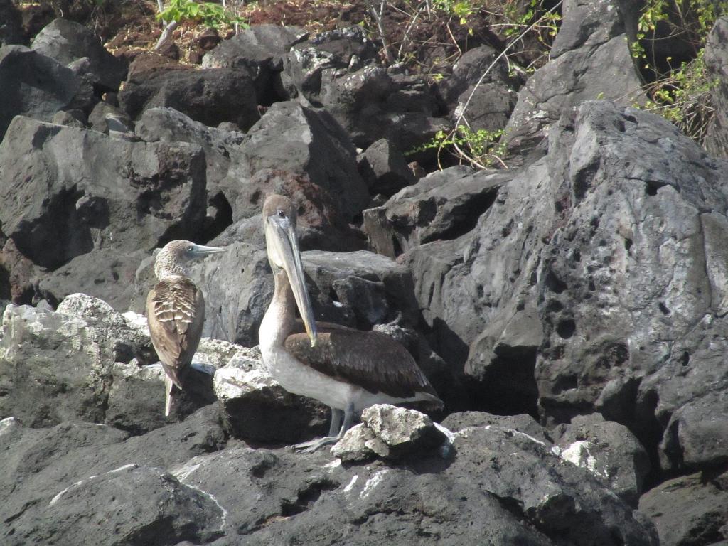 Blue Footed Booby and Pelican 44