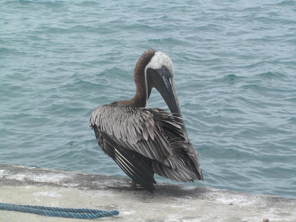 Brown Pelican, Floreana 40