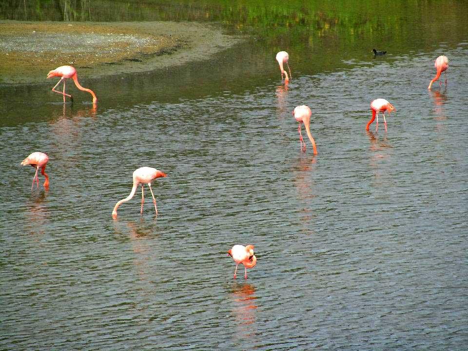Isabela Island, flamingos 08