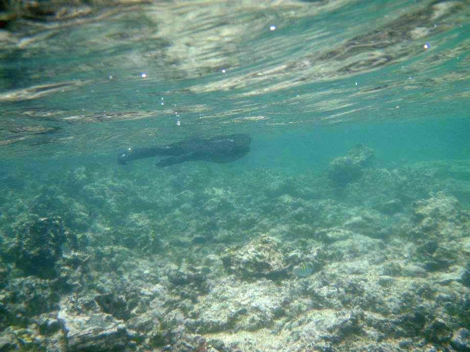 Marine Iguana, Isabela 04