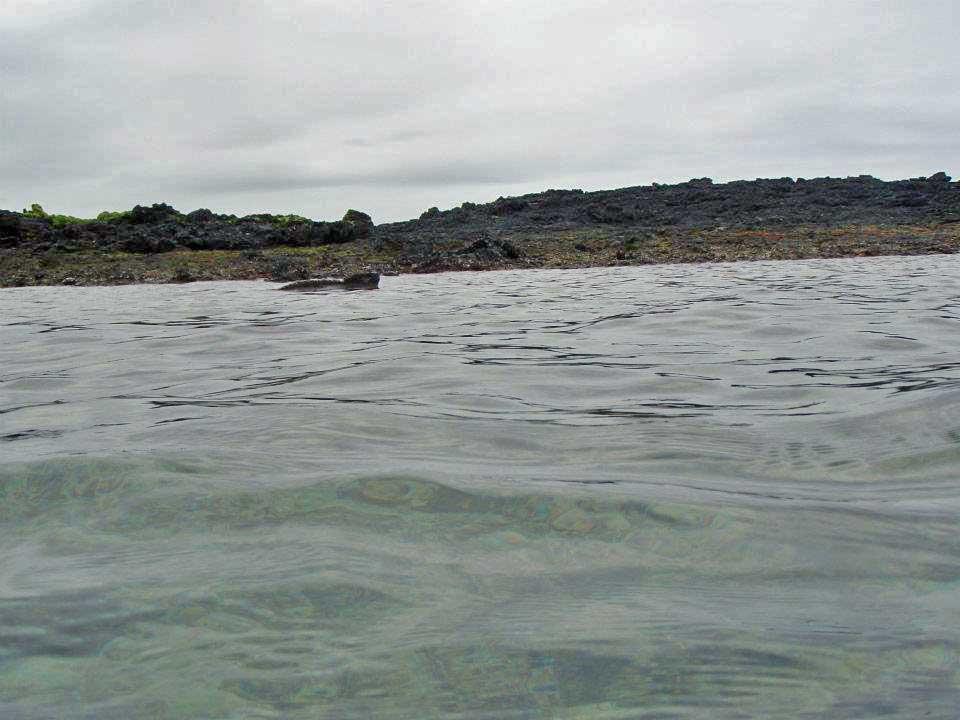Marine Iguana, Isabela 13