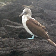 Blue Footed Booby 43.jpg