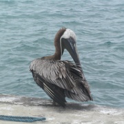 Brown Pelican, Floreana 40.jpg