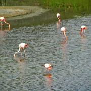 Isabela Island, flamingos 08.jpg