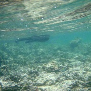 Marine Iguana, Isabela 04.jpg