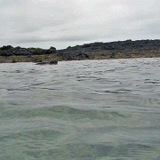 Marine Iguana, Isabela 13.jpg