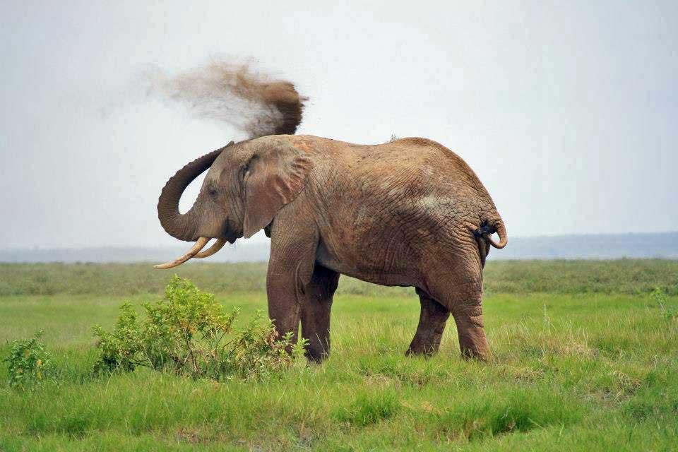 Elephants, Amboseli 103