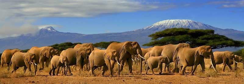 Elephants, Amboseli National Park 1627937