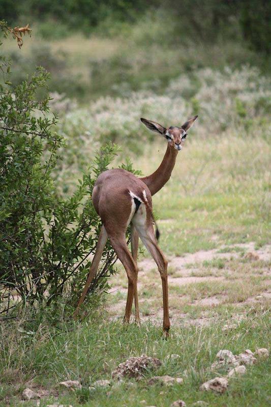 Gerenuk, Amboseli National Park 137
