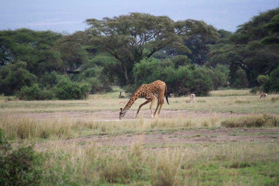 Giraffe, Amboseli National Park 127