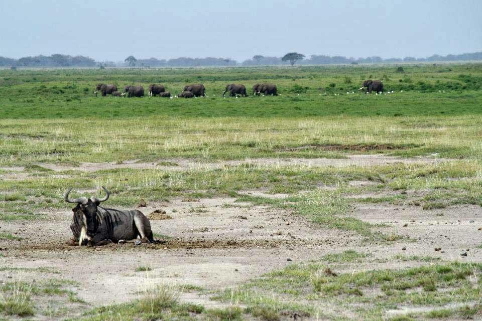 Gnu, Amboseli National Park 094