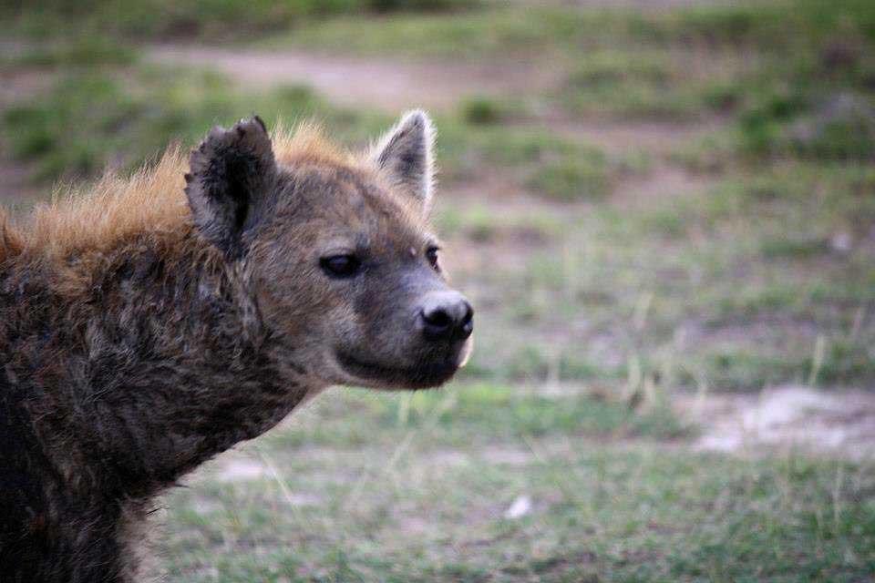 Spotted hyena, Amboseli 130