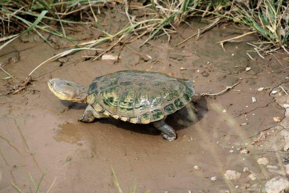 Turtle, Amboseli National Park 096