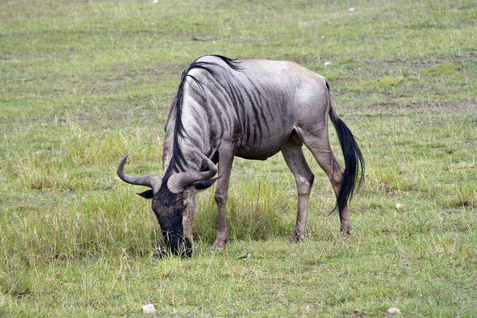 Wildebeest, Amboseli National Park 093