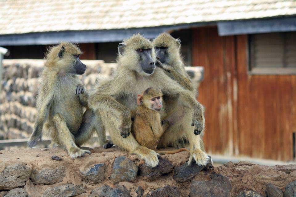Yellow baboons, Amboseli 104