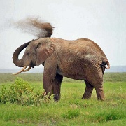 Elephants, Amboseli 103.jpg