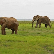 Elephants, Amboseli National Park 102.jpg