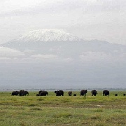 Elephants, Kilimanjaro Amboseli 101.jpg