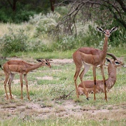 Gerenuk, Amboseli National Park 136.jpg