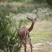 Gerenuk, Amboseli National Park 137.jpg