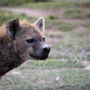 Spotted hyena, Amboseli 130.jpg
