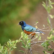 Superb Starling, Amboseli 108.jpg
