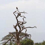 Vulture, Amboseli National Park 092.jpg