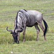 Wildebeest, Amboseli National Park 093.jpg