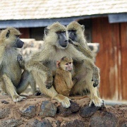 Yellow baboons, Amboseli 104.jpg